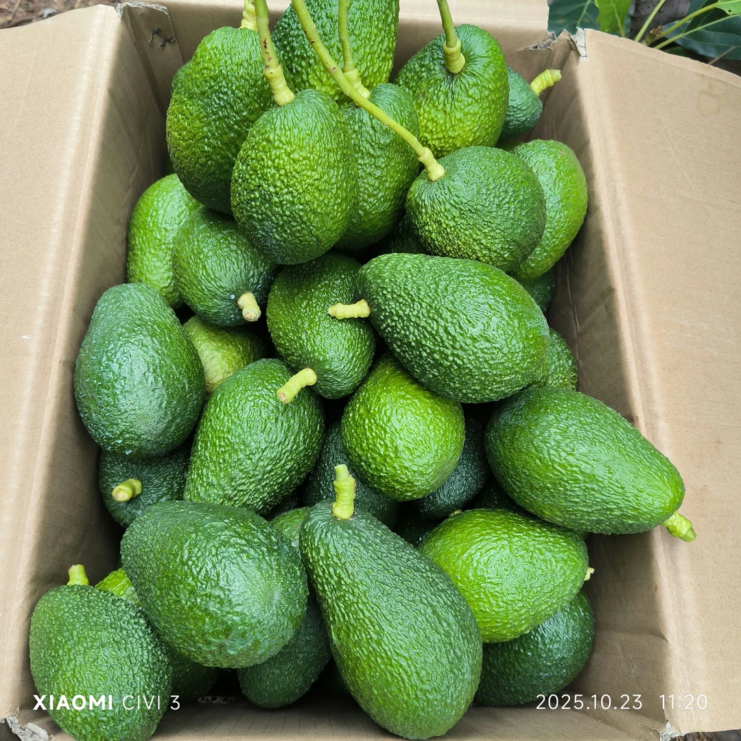顺丰空运四川凉山国产哈斯牛油果新鲜当季水果适合宝宝辅食和孕妇