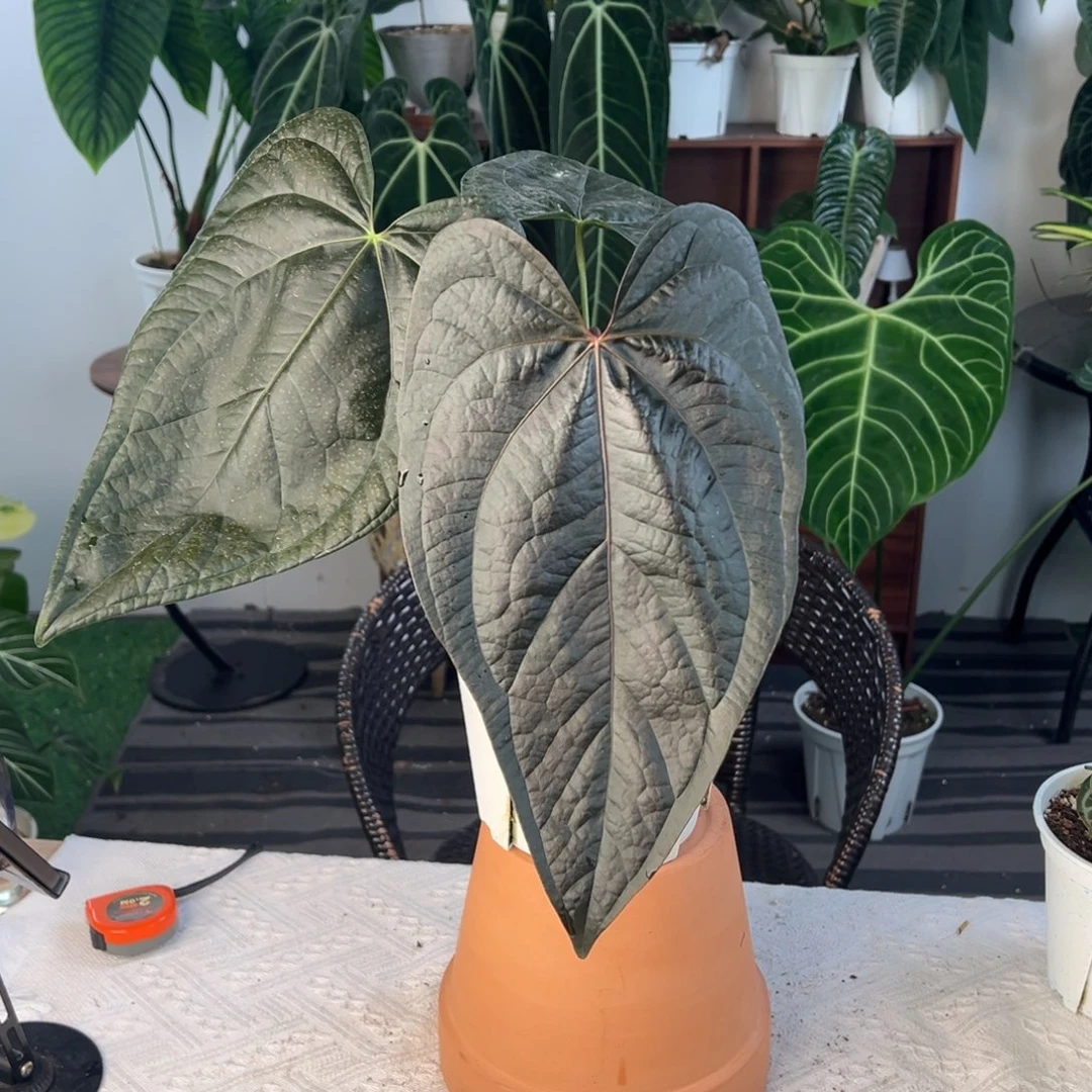 完全开放米国进口女王之心