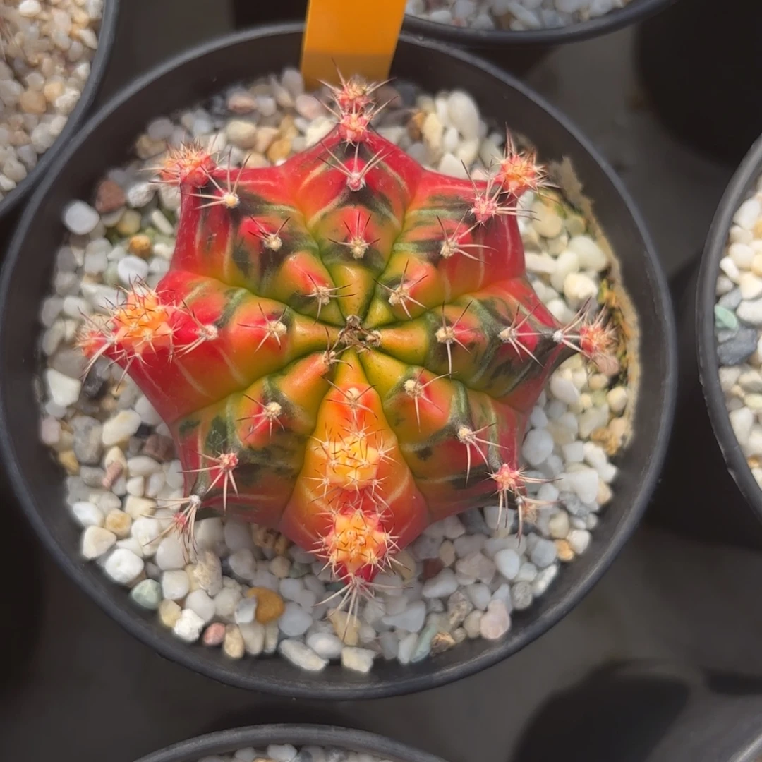 49-0104泰国发货多肉