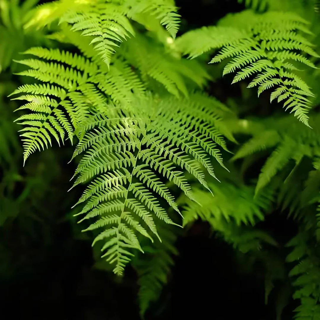 各种蕨类草本小绿植苣苔科水陆缸造景假山造景素材