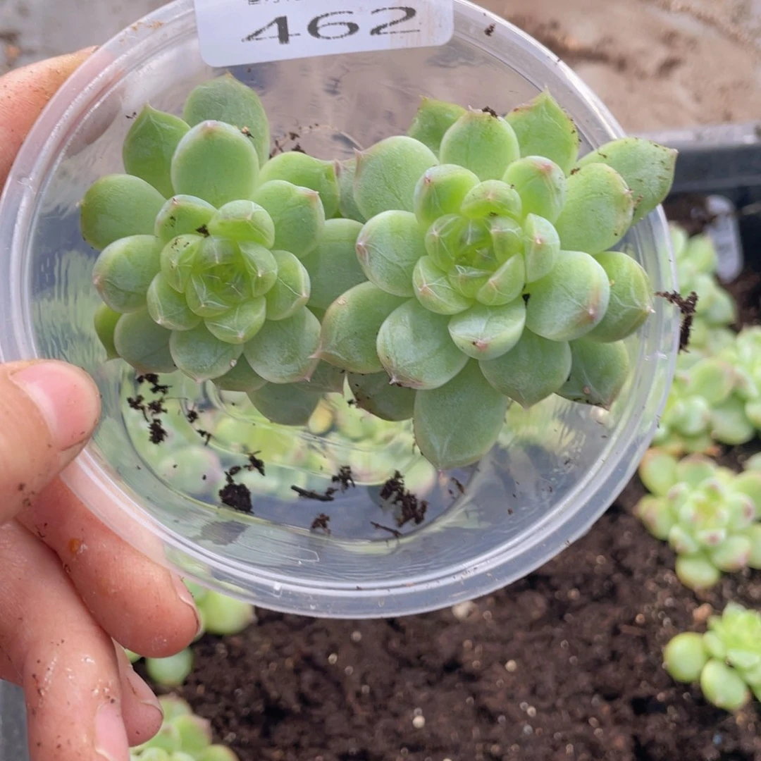 糕大上多肉植物462