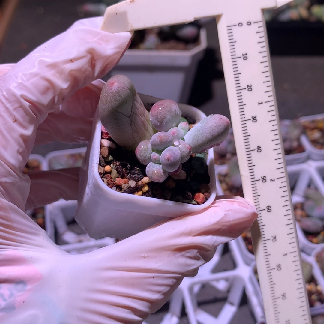 mikenail多肉米可奶酪