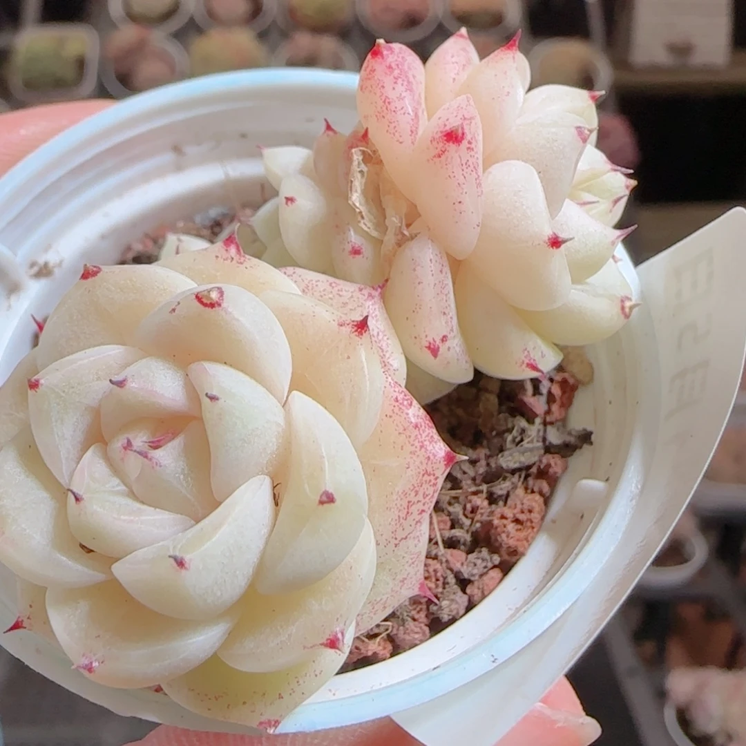 花语多肉0105-174魔仙麦秆散