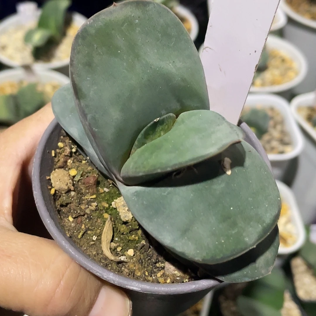 城***人城市养鸭人五斤泥碳颗粒