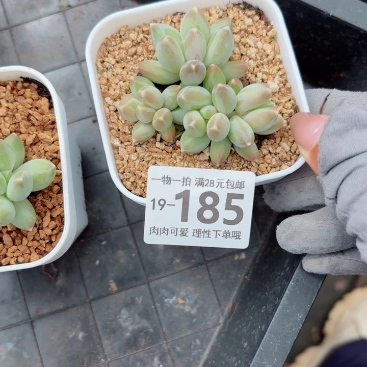 松果美人无盆土发货多肉多