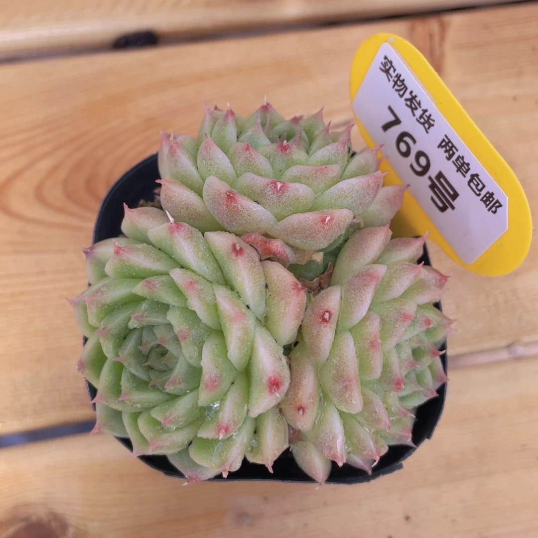 769号 油透麦秆群生一个