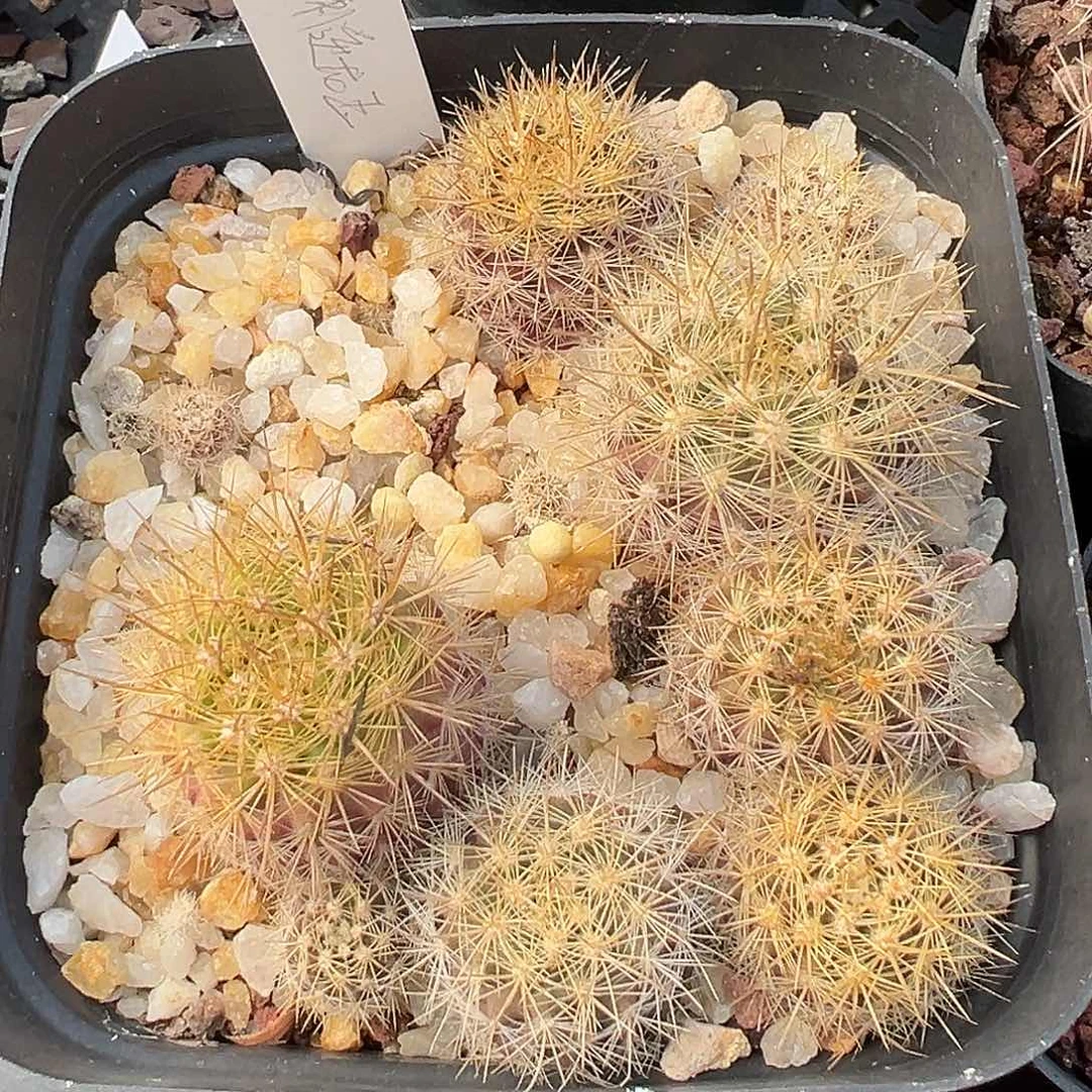 金刺逆龙玉实生 6 颗两个小的赠送