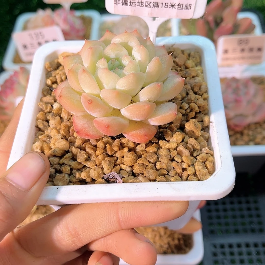 卉森精品多肉编号157