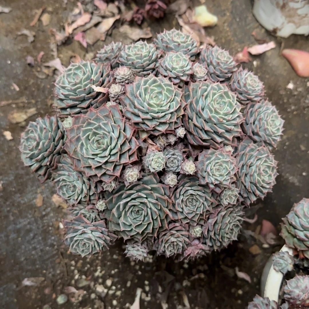 原始海滨格瑞带盆土