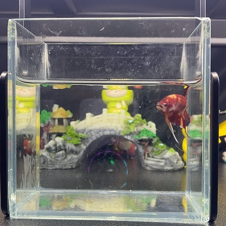 糖果糖果将军将军公