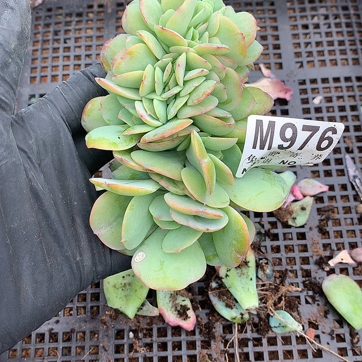 白桃缀化 多肉植物25号左右发
