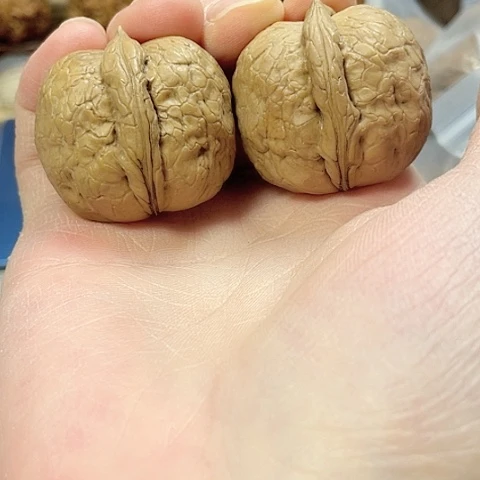 文玩核桃把件木氏蛇皮球带彩磕尖35+