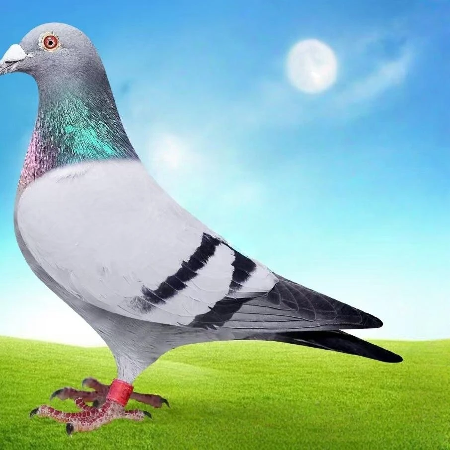 鸽子肉鸽幼鸽乳鸽