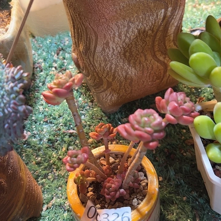 幸运的是我还没到