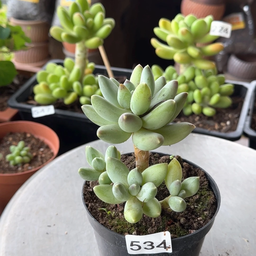 534号 一物一拍一物一拍