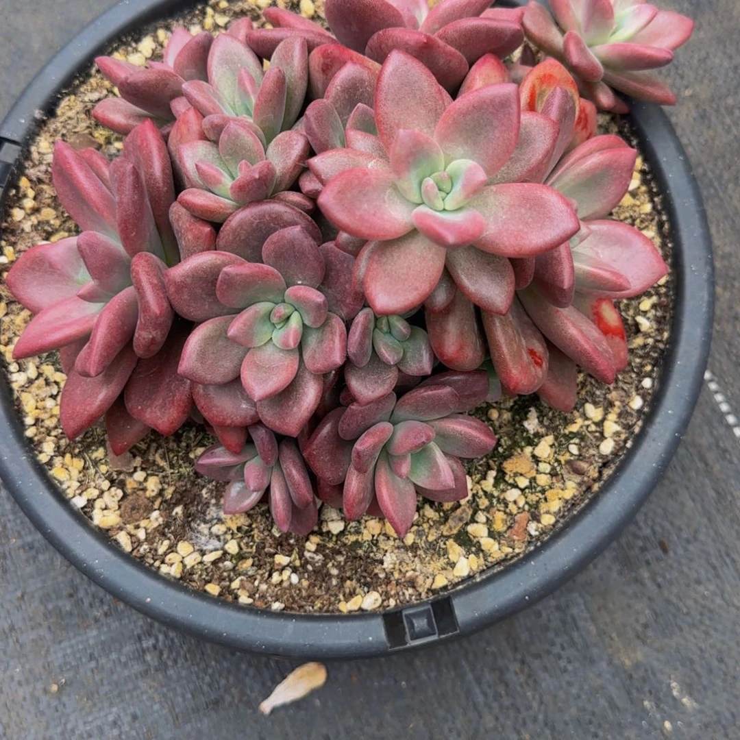 无花朵堡*A8888赫菲斯托大群