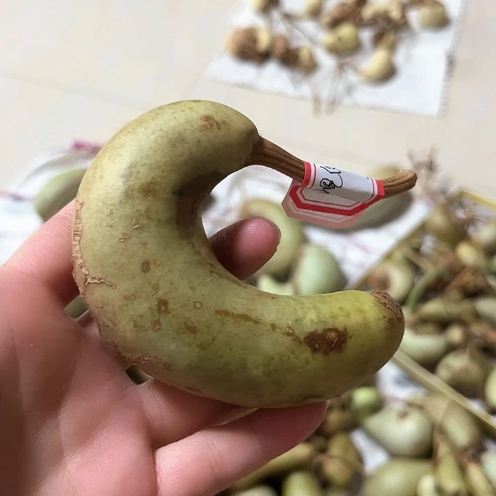 田***鱼青皮葫芦不退不换