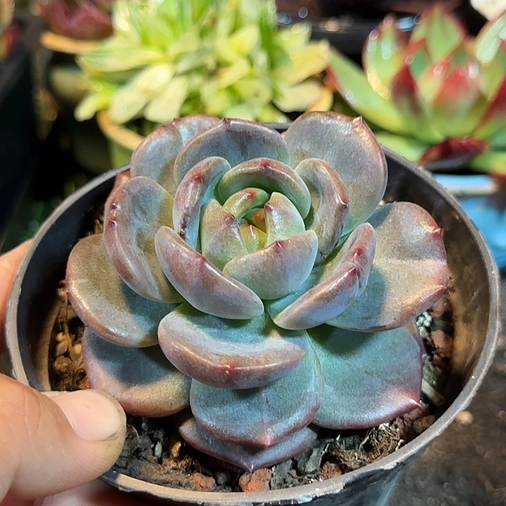 Q橙石化惊鸿一物一拍包装收缩花旱