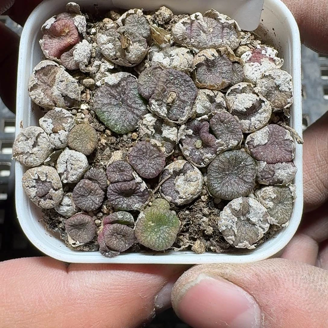 293 多肉植物多肉植物
