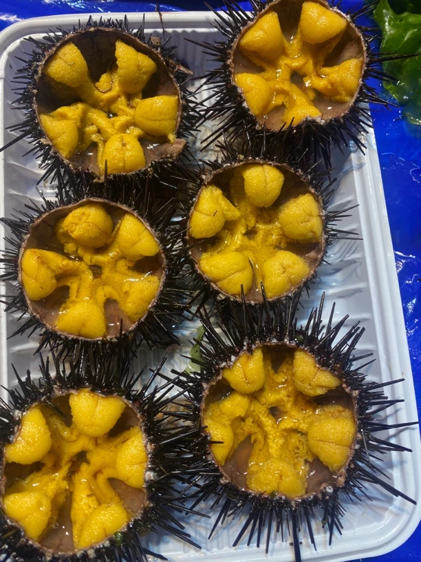 大个！大连本地紫海胆保鲜包肥3-5只左右/斤外地不售后