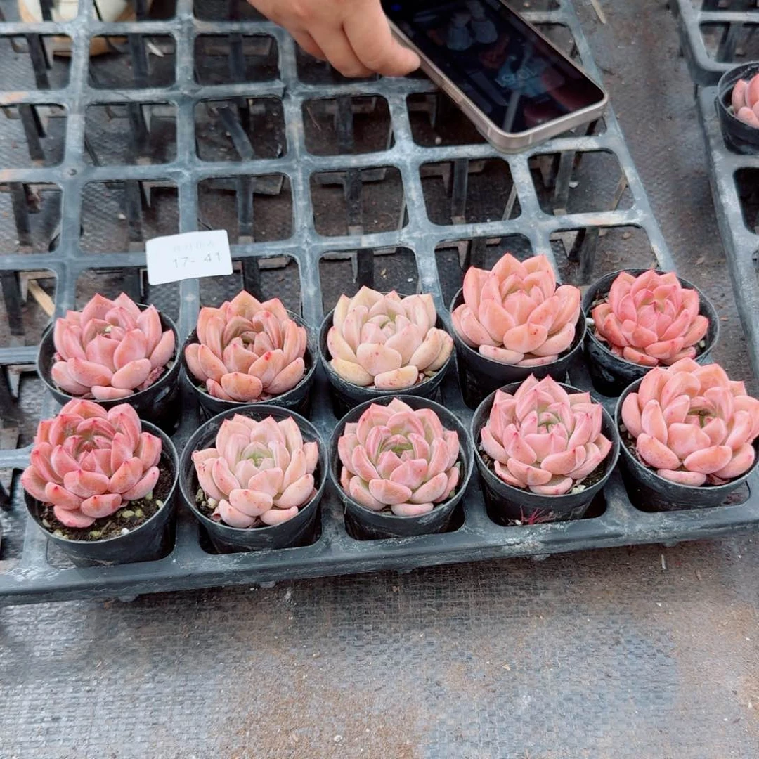 q橙十棵量拍17-41