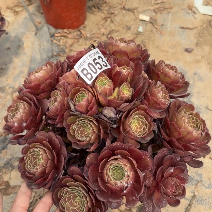 黑魔……多肉植物……