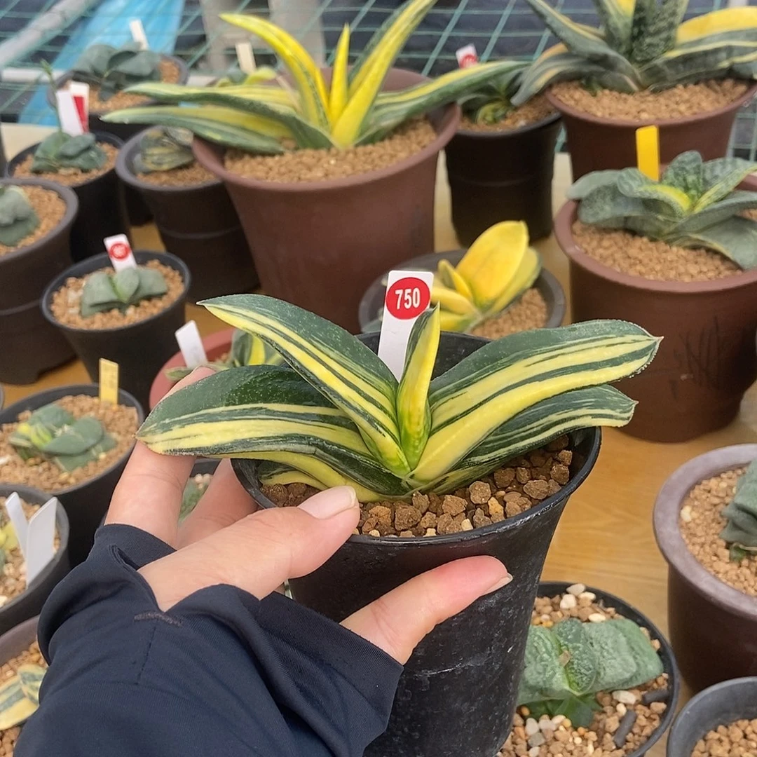 750卧牛实生锦带盆发货