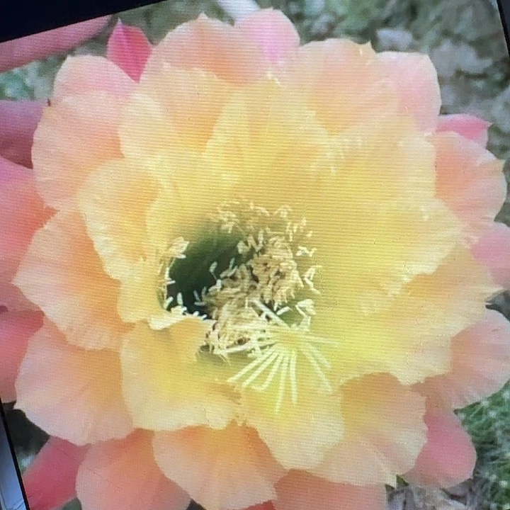 歪歪侧芽5公分左右毛花柱（20包邮）