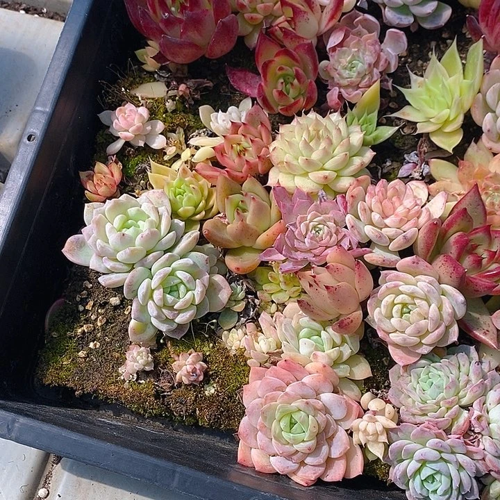 137 多肉植物盆栽花卉植物