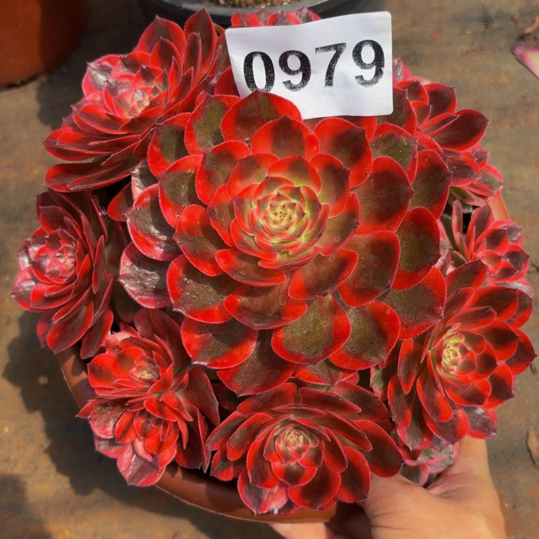 0979多肉植物赤子心