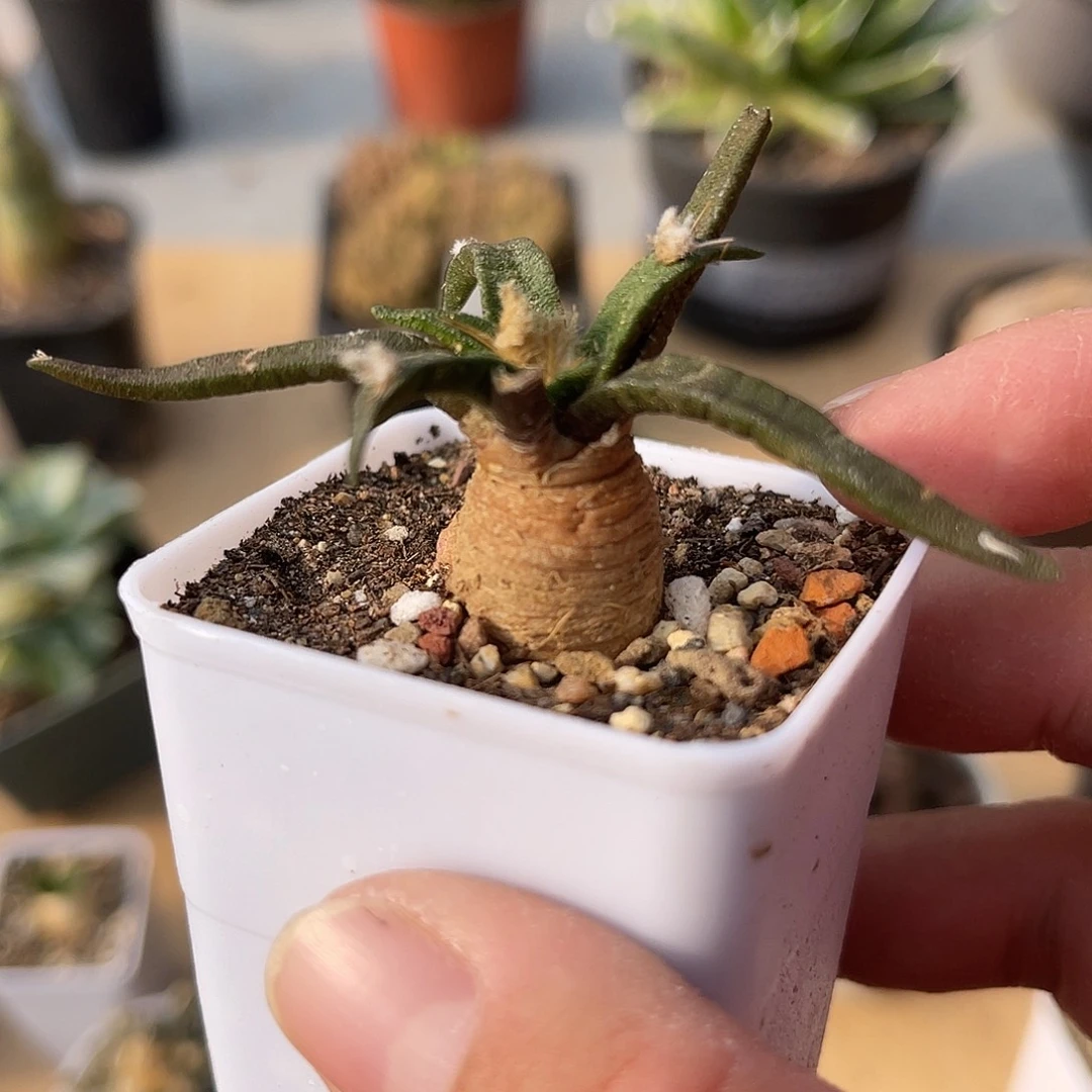 实生龙舌兰牡丹一物一拍