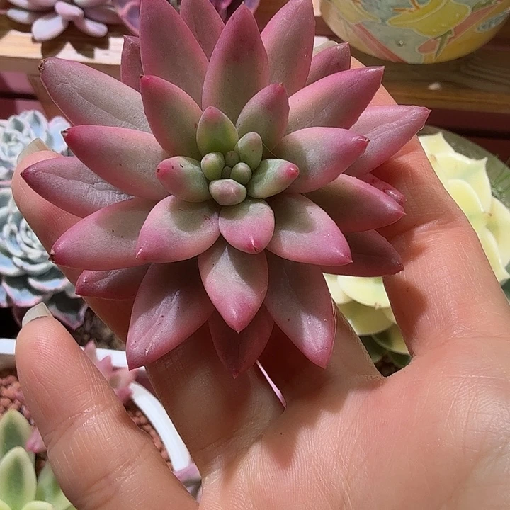 红蜻蜓锦，有须根，多肉植物