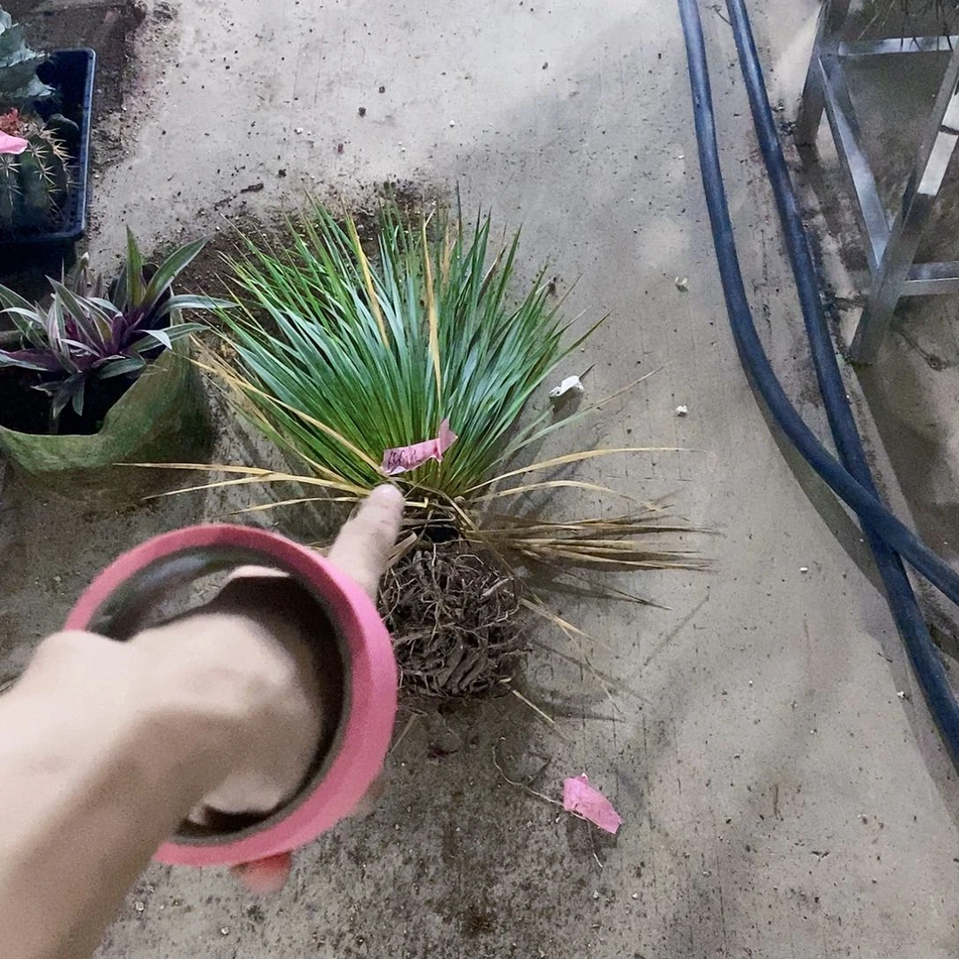 阿***）6995稻草人一棵11111