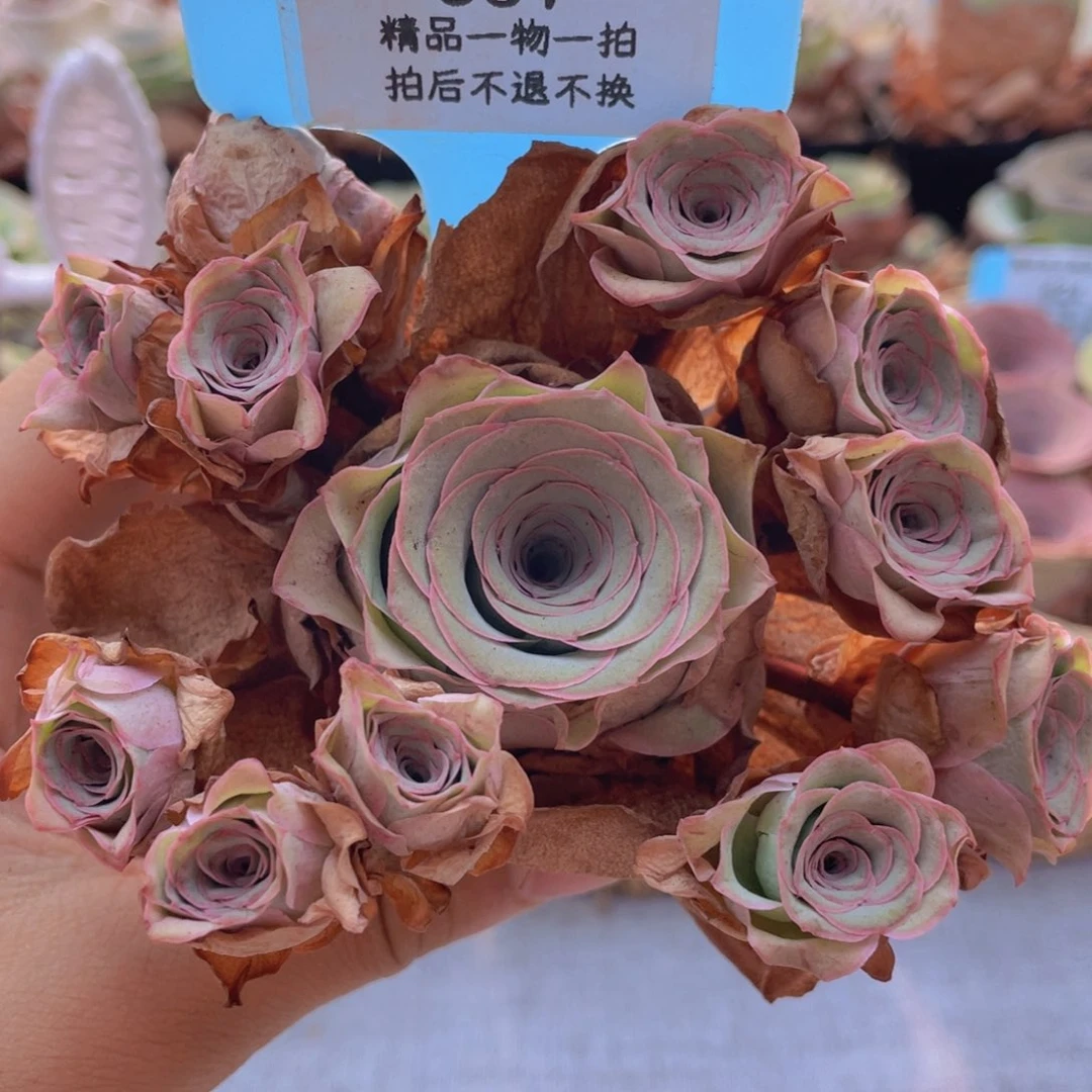 山地玫瑰557断枝不包损不售后