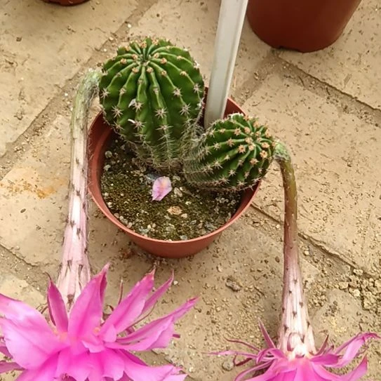 一***梅仙人掌彩草B278摘花脱土发货