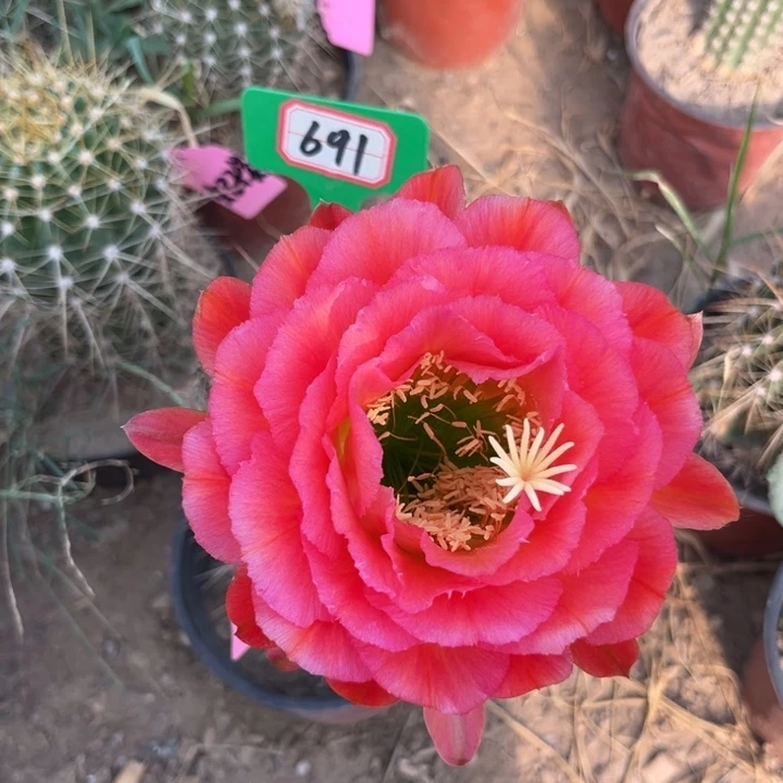 691，毛花柱清4号。。