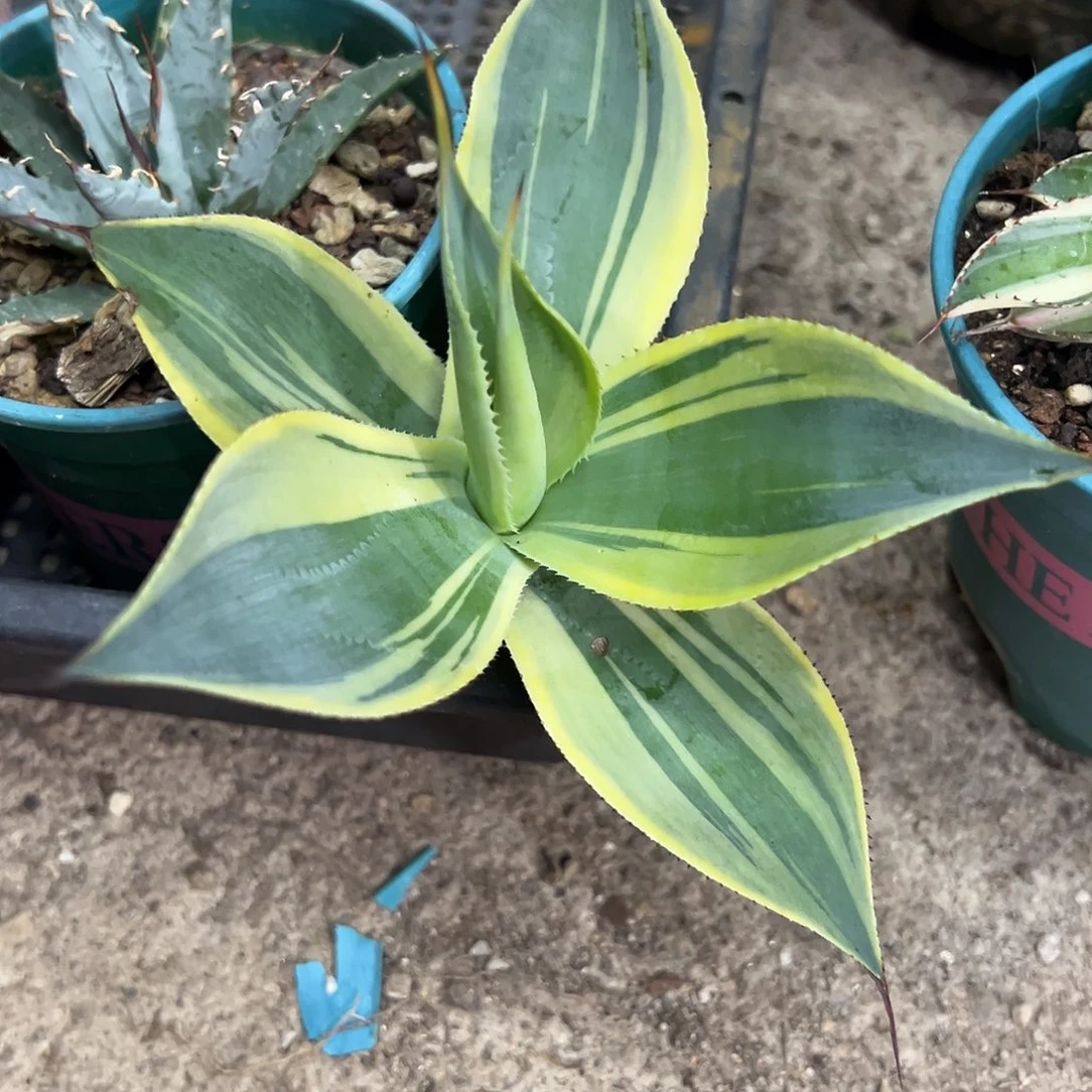 初八稿锦龙舌兰植物