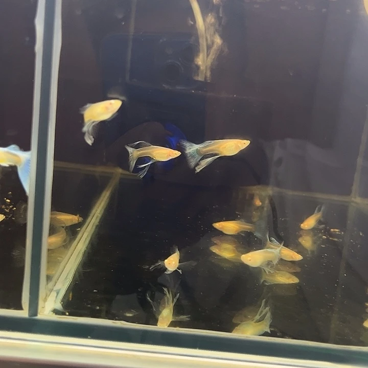 孔雀鱼蓝白大c5对