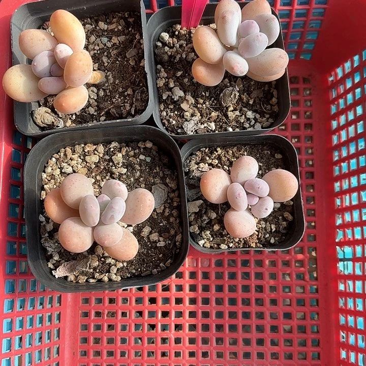 大**虫c b z xv c d f g 001