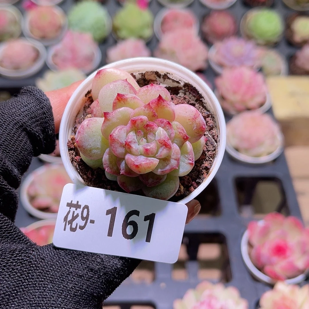 花09-161新品单头