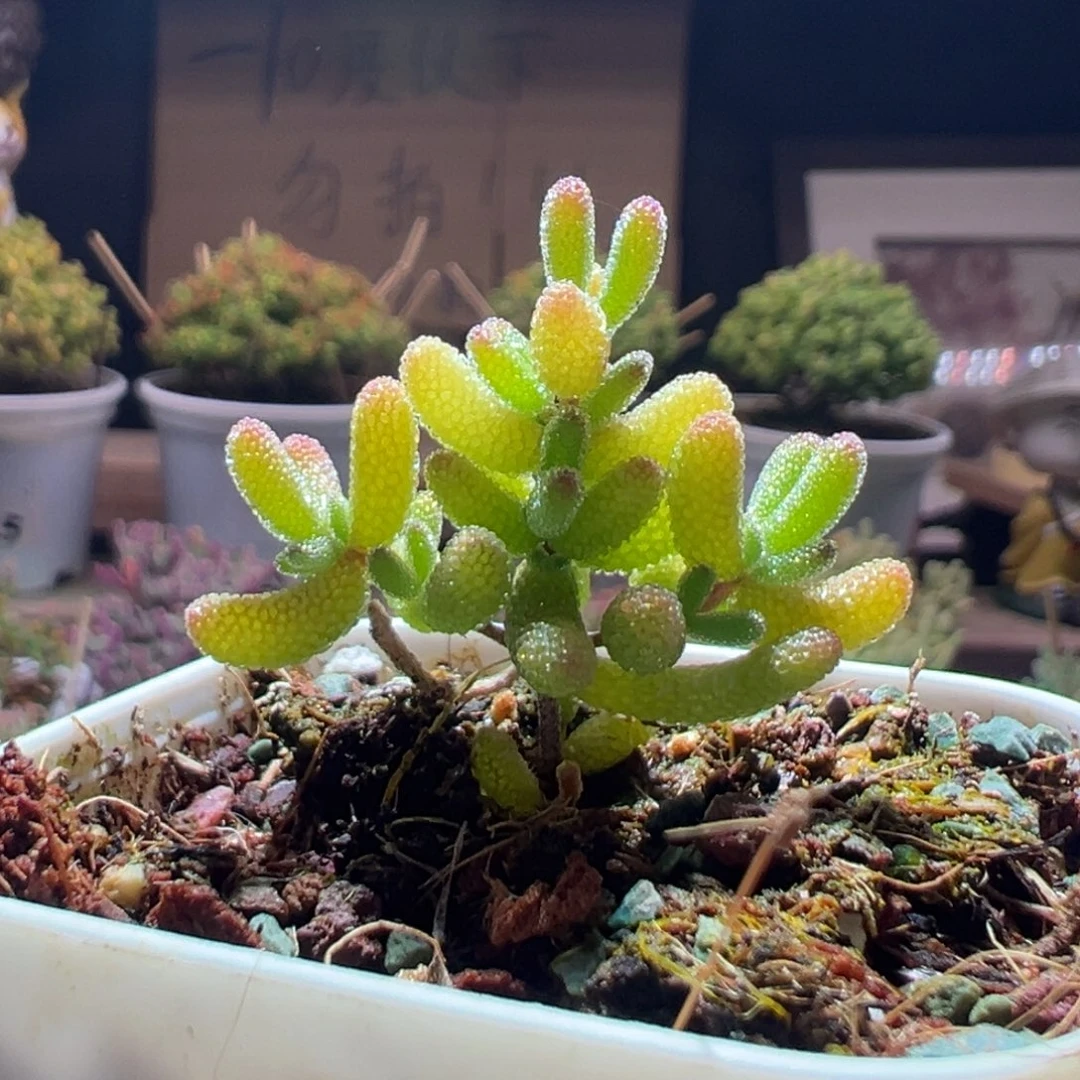 71冰糖一物一拍包开箱