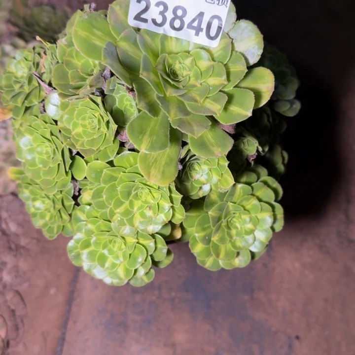 23840琉璃多肉植物