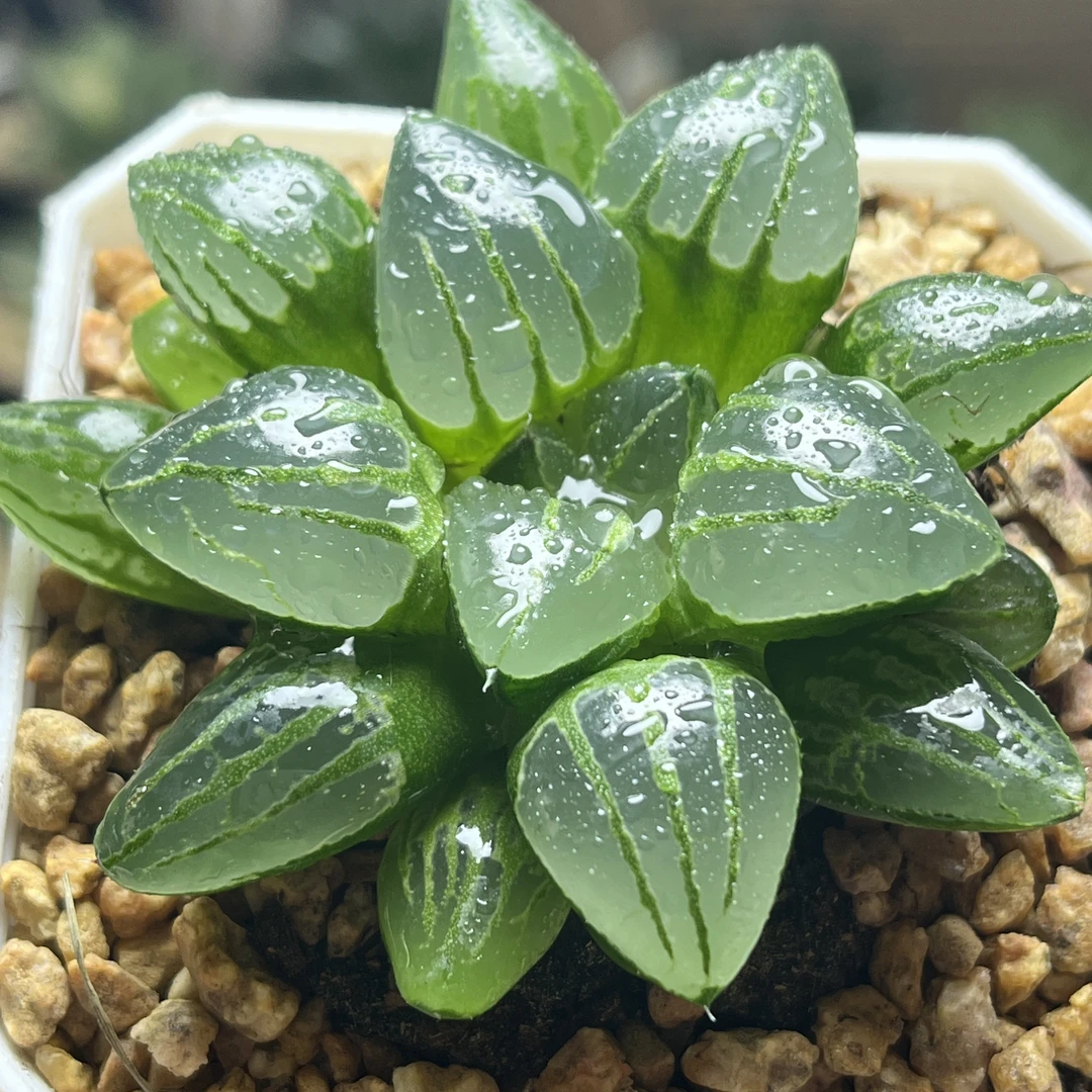 十二卷翠虎寿玉露多肉植物组合办公室桌面美观盆栽花卉