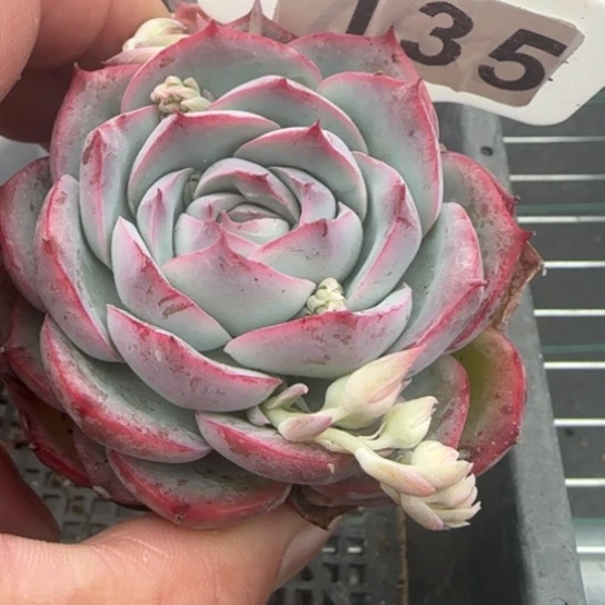 135侧影一物一拍多肉