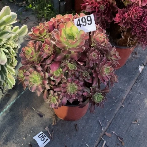 韶华多肉植物法师不包损