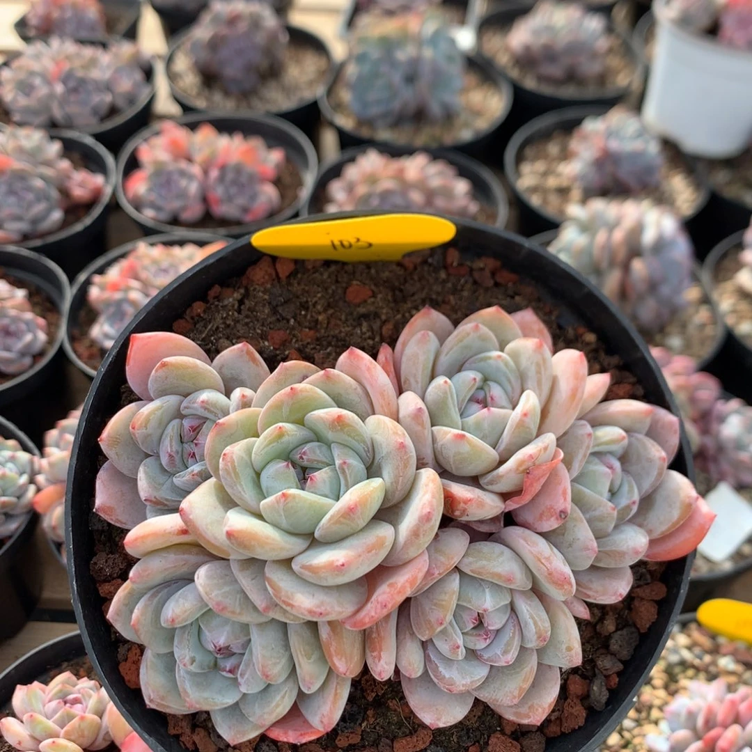 13.8厘米六头石榴籽  103