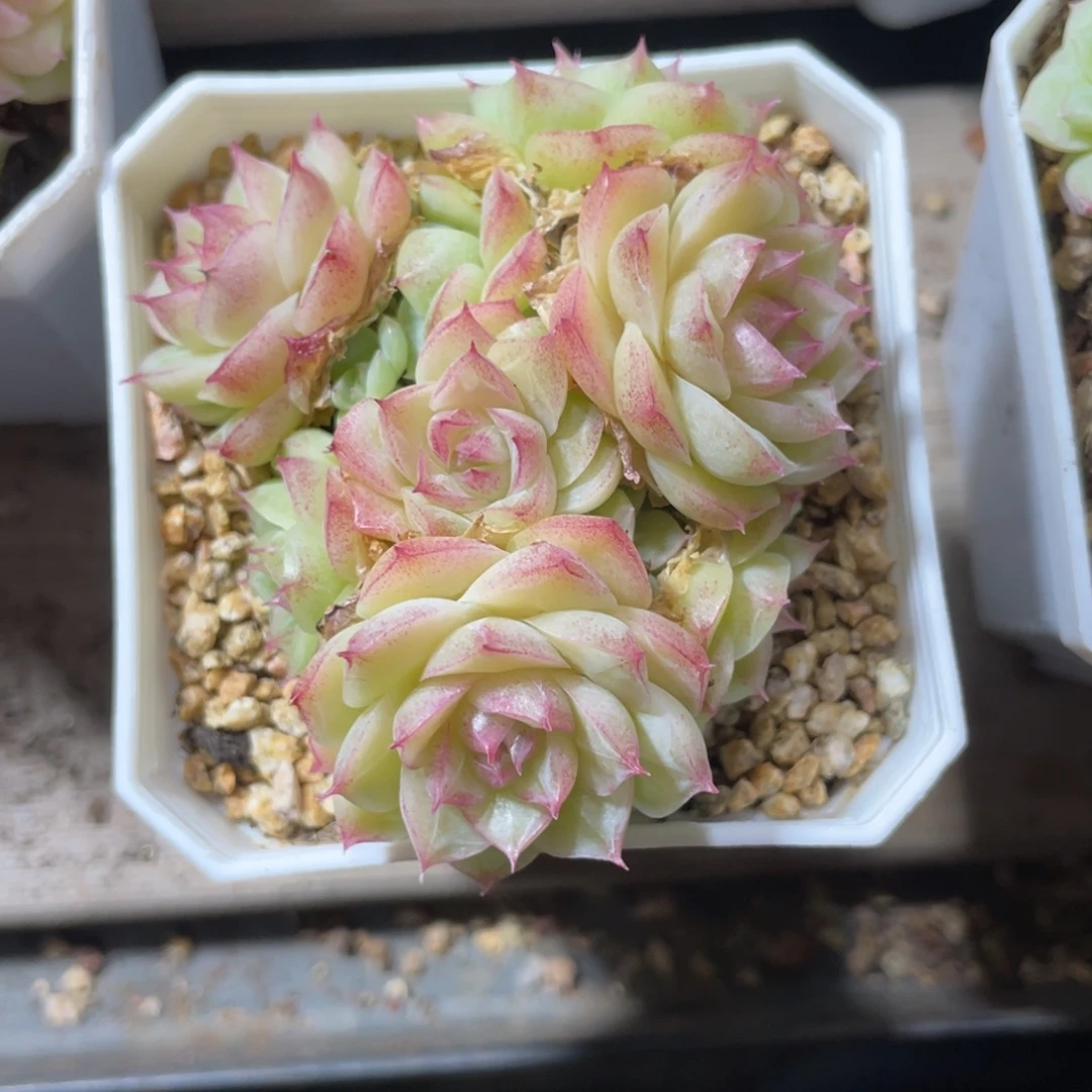 优选潘多拉女王538