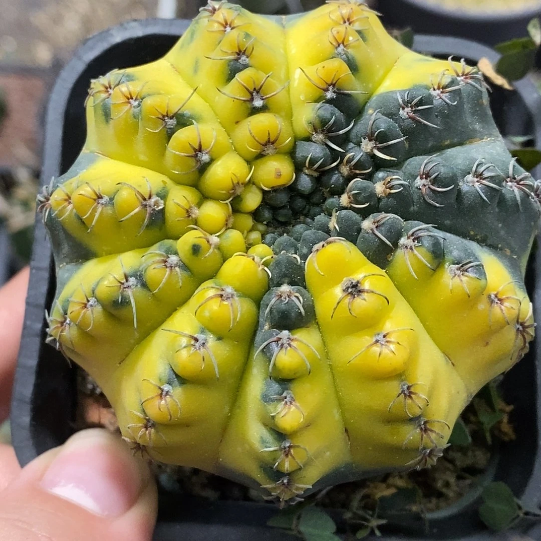 孤品实生特选株明黄散斑大裸鄂锦7.2cm（微斑）