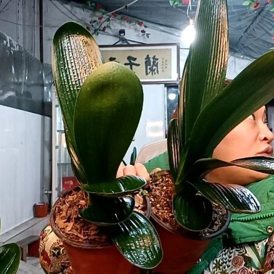 茕***萌萌哥49福利花两个49