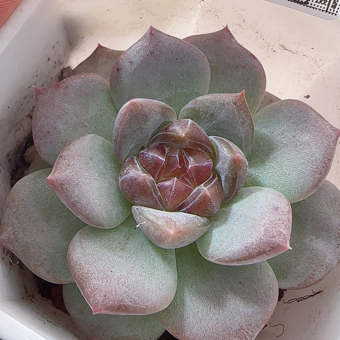 多肉0916--61琥珀天使珍妮